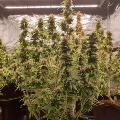 Gelato Auto Tree 2 growlog photo: 😋🌼