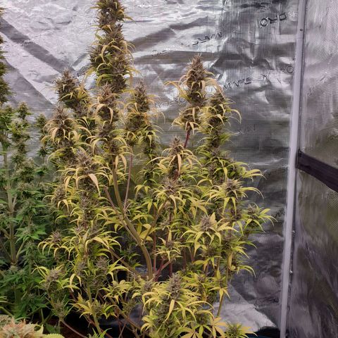 Blue Dream Matic Tree 1 growlog photo: 😋🌼