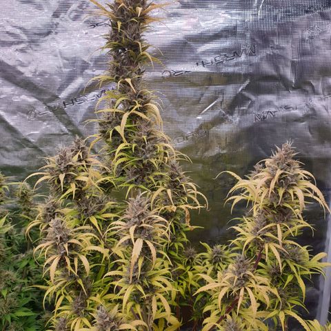 Blue Dream Matic Tree 1 growlog photo: 😋🌼