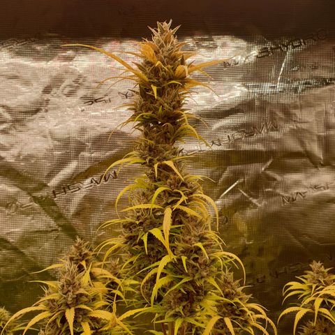 Blue Dream Matic Tree 1 growlog photo: 😋🌼