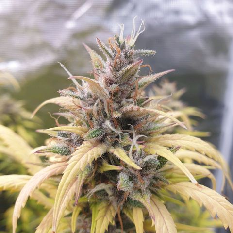 Blue Dream Matic Tree 1 growlog photo: 😋🌼