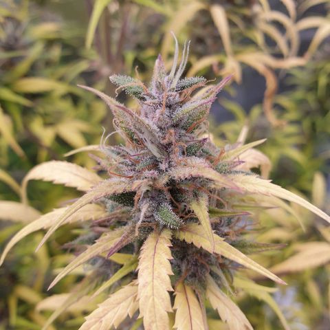 Blue Dream Matic Tree 1 growlog photo: 😋🌼