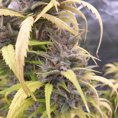 Blue Dream Matic Tree 1 growlog photo: 😋🌼