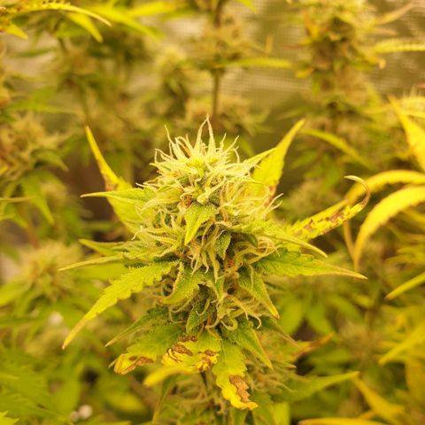 Gelato Auto Tree 2 growlog photo: 😋🌼