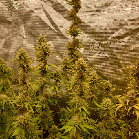 Gelato Auto Tree 2 growlog photo: 😋🌼