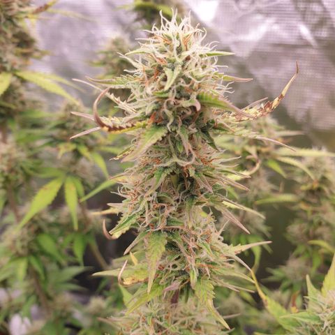 Gelato Auto Tree 2 growlog photo: 😋🌼