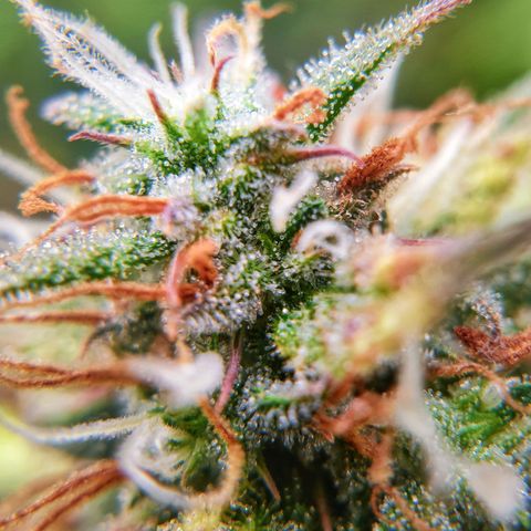 Blue Dream Matic Tree 1 growlog photo: 😋💐