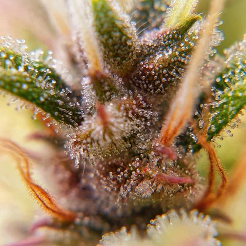 Blue Dream Matic Tree 1 growlog photo: 😋💐