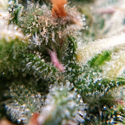 Blue Dream Matic Tree 3 growlog photo: 💐😋