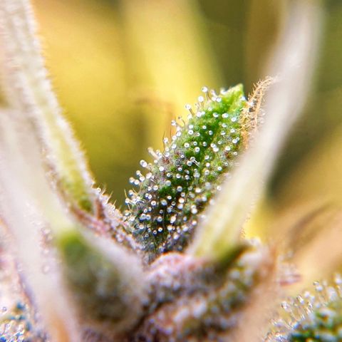 Blue Dream Matic Tree 1 growlog photo: 😋💐