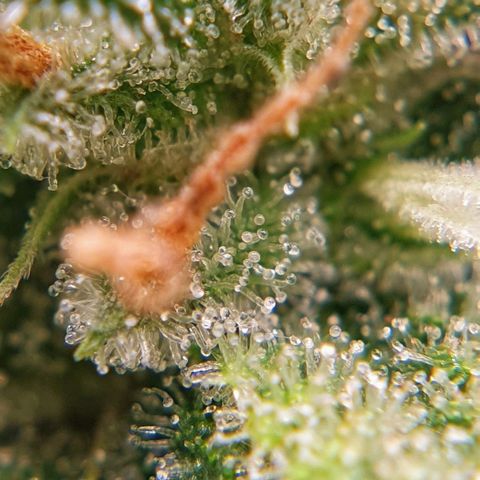 Blue Dream Matic Tree 3 growlog photo: 💐😋