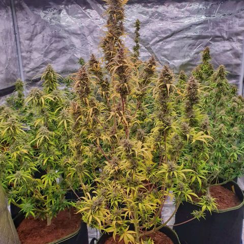 Blue Dream Matic Tree 1 growlog photo: Time to flush... 