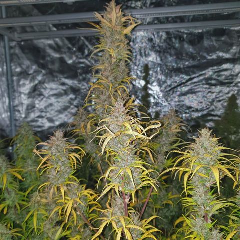 Blue Dream Matic Tree 1 growlog photo: Time to flush... 