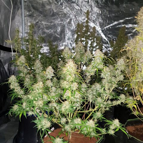 Blue Dream Matic Tree 3 growlog photo: Time to flush 