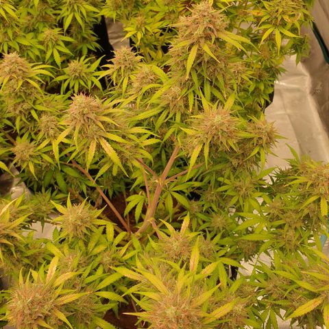 Blue Dream Matic Tree 3 growlog photo: In Finall stage 🌼