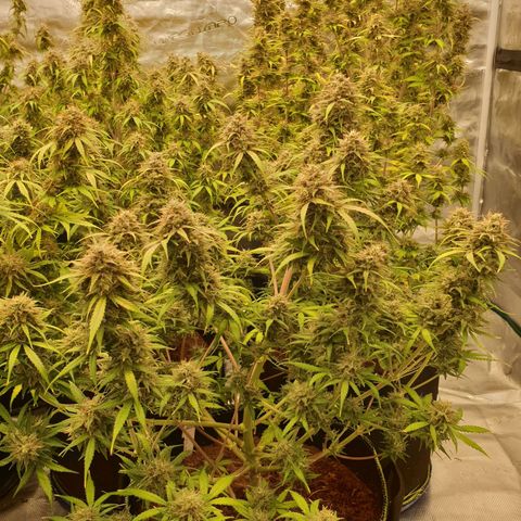 Blue Dream Matic Tree 3 growlog photo: In Finall stage 🌼