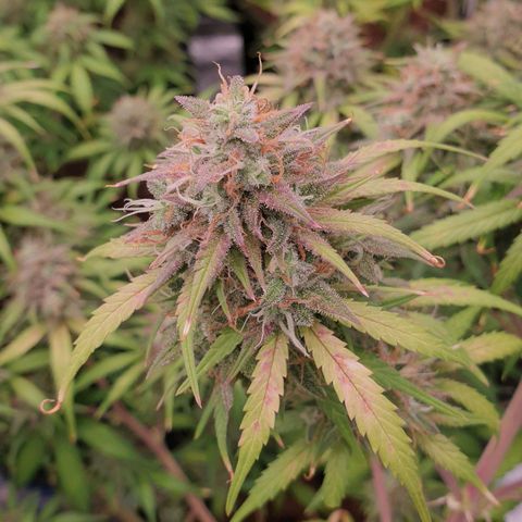 Blue Dream Matic Tree 3 growlog photo: In Finall stage 🌼