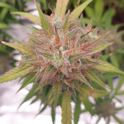 Blue Dream Matic Tree 3 growlog photo: In Finall stage 🌼