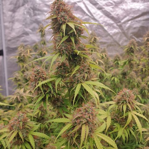 Gelato Auto Tree 1 growlog photo: In Finall Stage 🌼
