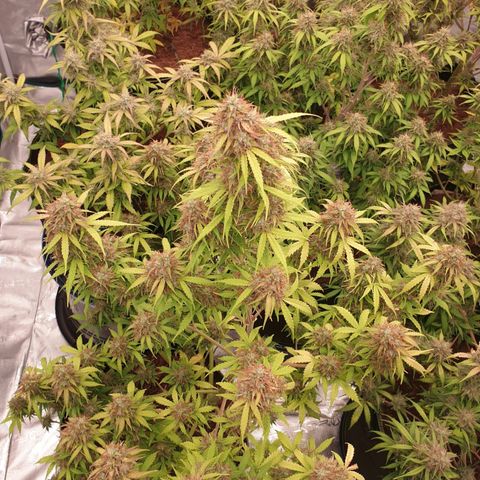 Gelato Auto Tree 1 growlog photo: In Finall Stage 🌼