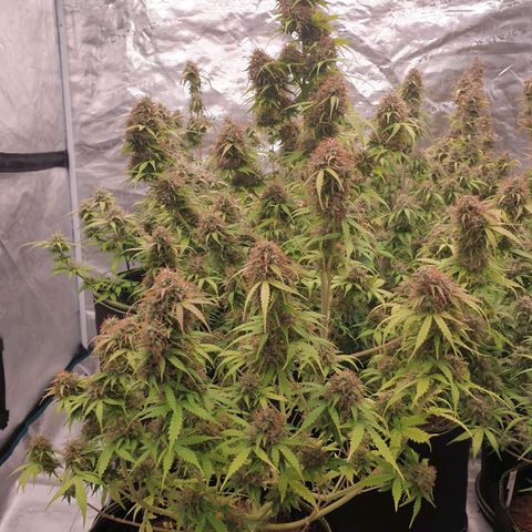 Gelato Auto Tree 1 growlog photo: In Finall Stage 🌼