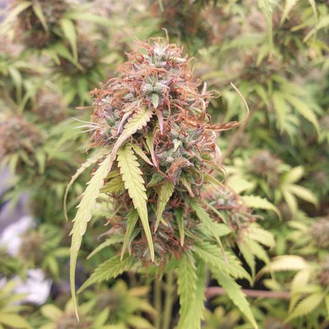 Gelato Auto Tree 1 growlog photo: In Finall Stage 🌼