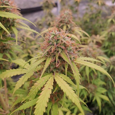 Gelato Auto Tree 1 growlog photo: In Finall Stage 🌼