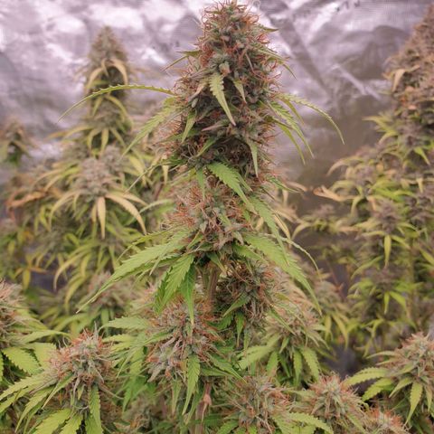 Gelato Auto Tree 2 growlog photo: In Finall Stage 🌼
