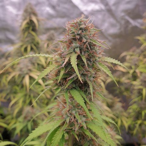 Gelato Auto Tree 2 growlog photo: In Finall Stage 🌼