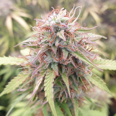 Gelato Auto Tree 2 growlog photo: In Finall Stage 🌼