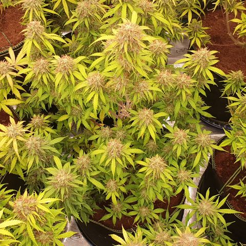 Gelato Auto Tree 2 growlog photo: In Finall Stage 🌼