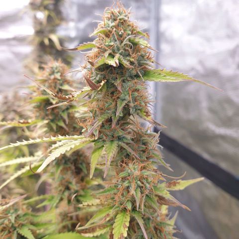Gelato Auto Tree 3 growlog timeline photo