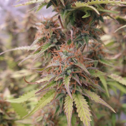 Gelato Auto Tree 3 growlog timeline photo