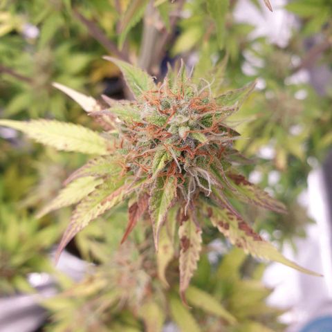 Gelato Auto Tree 3 growlog timeline photo