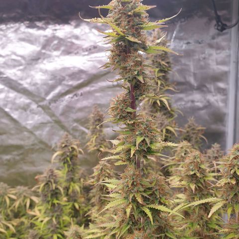 Gelato Auto Tree 3 growlog timeline photo