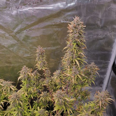 Blue Dream Matic Tree 1 growlog photo: In Finall Stage 🌼