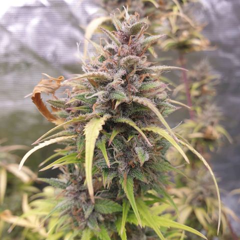 Blue Dream Matic Tree 1 growlog photo: In Finall Stage 🌼