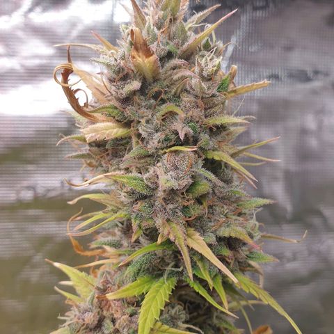 Blue Dream Matic Tree 1 growlog photo: In Finall Stage 🌼