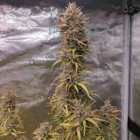 Blue Dream Matic Tree 1 growlog photo: In Finall Stage 🌼