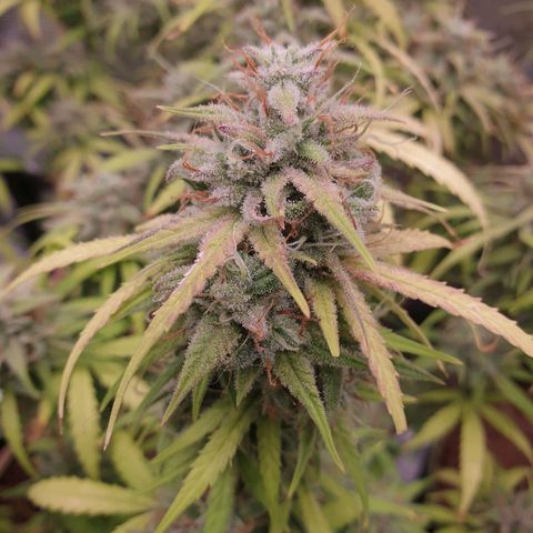 Blue Dream Matic Tree 2 growlog photo: In Finall Stage 🌼