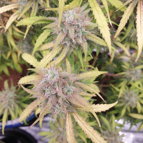 Blue Dream Matic Tree 2 growlog photo: In Finall Stage 🌼