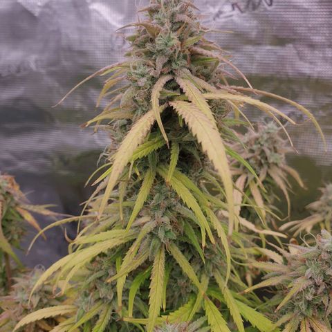 Blue Dream Matic Tree 2 growlog photo: In Finall Stage 🌼