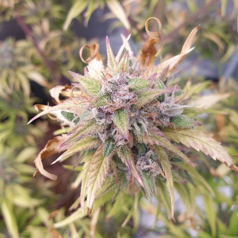 Blue Dream Matic Tree 1 growlog photo: In Finall Stage 🌼