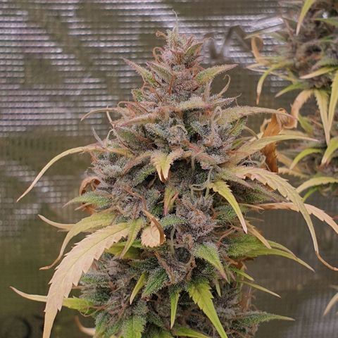 Blue Dream Matic Tree 1 growlog photo: In Finall Stage 🌼