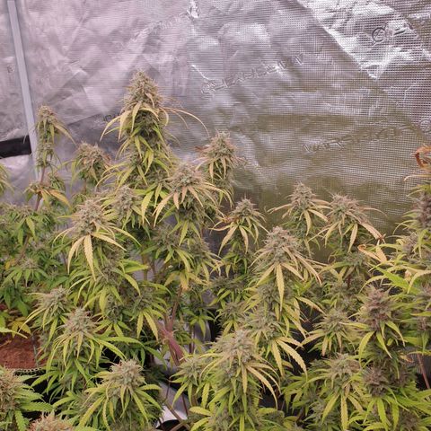 Blue Dream Matic Tree 2 growlog photo: In Finall Stage 🌼