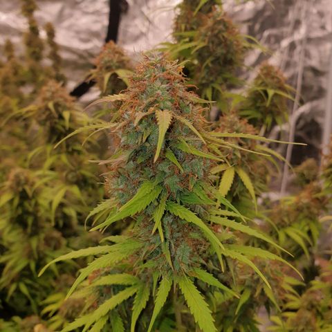 Gelato Auto Tree 1 growlog timeline photo
