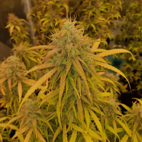 Blue Dream Matic Tree 2 growlog timeline photo