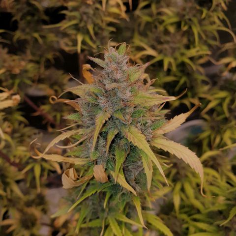Blue Dream Matic Tree 1 growlog timeline photo