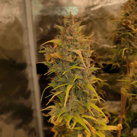 Blue Dream Matic Tree 1 growlog timeline photo