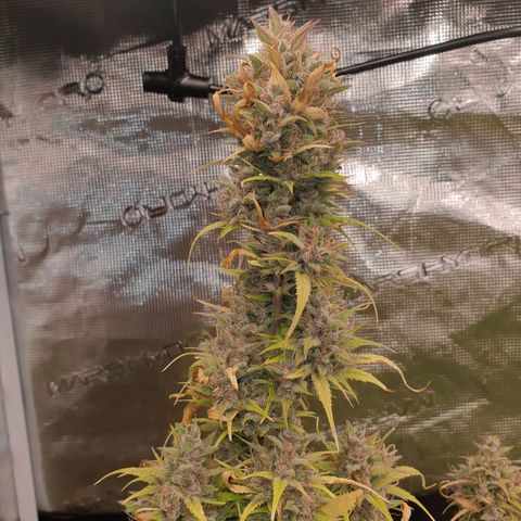Blue Dream Matic Tree 1 growlog timeline photo